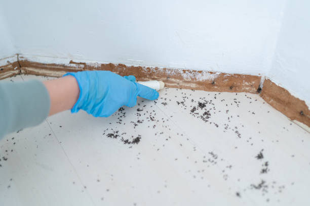 Best Flea Control Services  in Trent Woods, NC